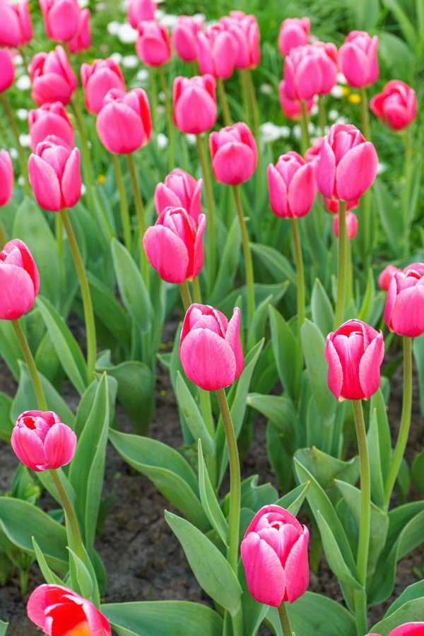 Quelles sont les meilleures techniques de jardinage biologique pour les débutantes ?
